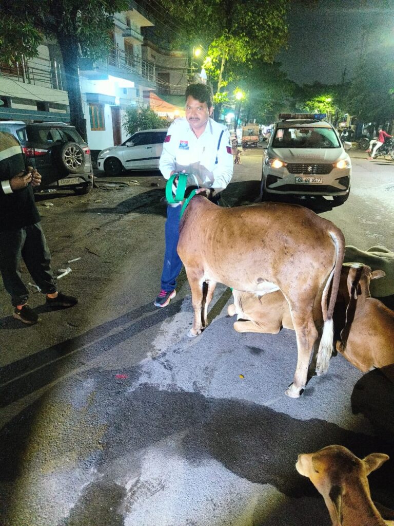 *बिलासपुर पुलिस की स्मार्ट पहल: सड़क हादसों से बचाने मवेशियों को पहनाई जा रही रेडियम पट्टी, यातायात पुलिस की सराहनीय मुहिम*